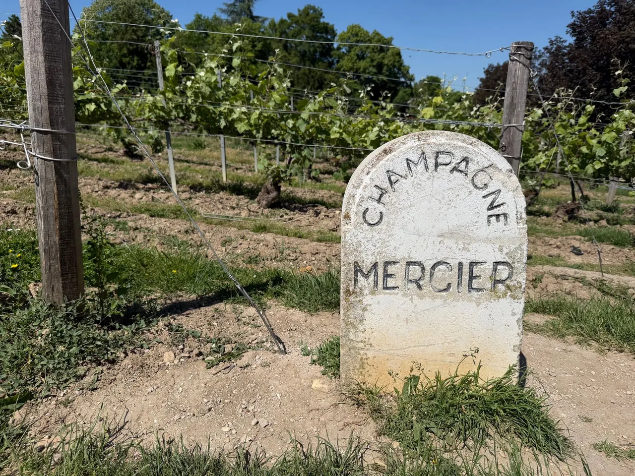Coupes de champagne levées lors d'une dégustation en Champagne